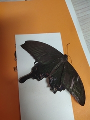 Papilio bianor