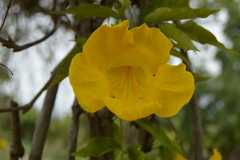 Bignoniaceae