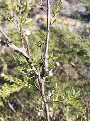 Leptospermum polygalifolium