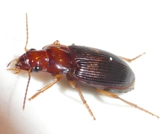 Trichotichnus vulpeculus