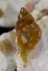 Tricolia