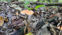 Leratiomyces squamosus thraustus