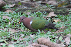 Chalcophaps longirostris