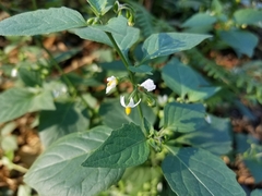 Solanum nigrum
