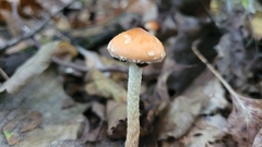 Leratiomyces squamosus thraustus