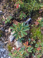 Sibbaldiopsis tridentata