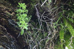 Cerastium glomeratum