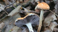 Leratiomyces squamosus thraustus