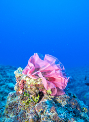 Hexabranchus sanguineus