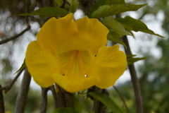 Bignoniaceae