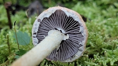 Leratiomyces squamosus thraustus