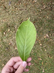 Magnolia × soulangeana