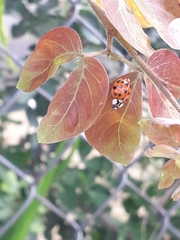 Hesperomyces harmoniae