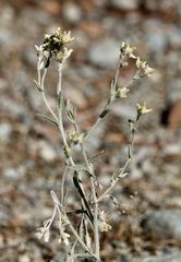 Pseudognaphalium canescens
