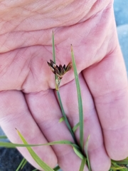 Juncus falcatus
