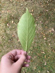 Magnolia × soulangeana