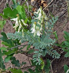 Astragalus drummondii