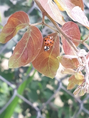 Hesperomyces harmoniae