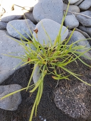 Juncus falcatus