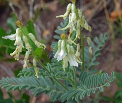 Astragalus drummondii