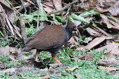 Megapodius reinwardt