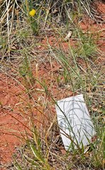 Thelesperma megapotamicum