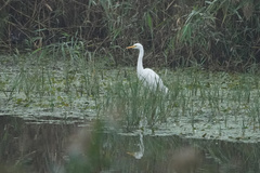 Ardea intermedia