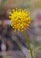 Thelesperma megapotamicum
