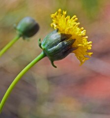 Thelesperma megapotamicum