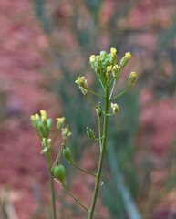 Camelina microcarpa