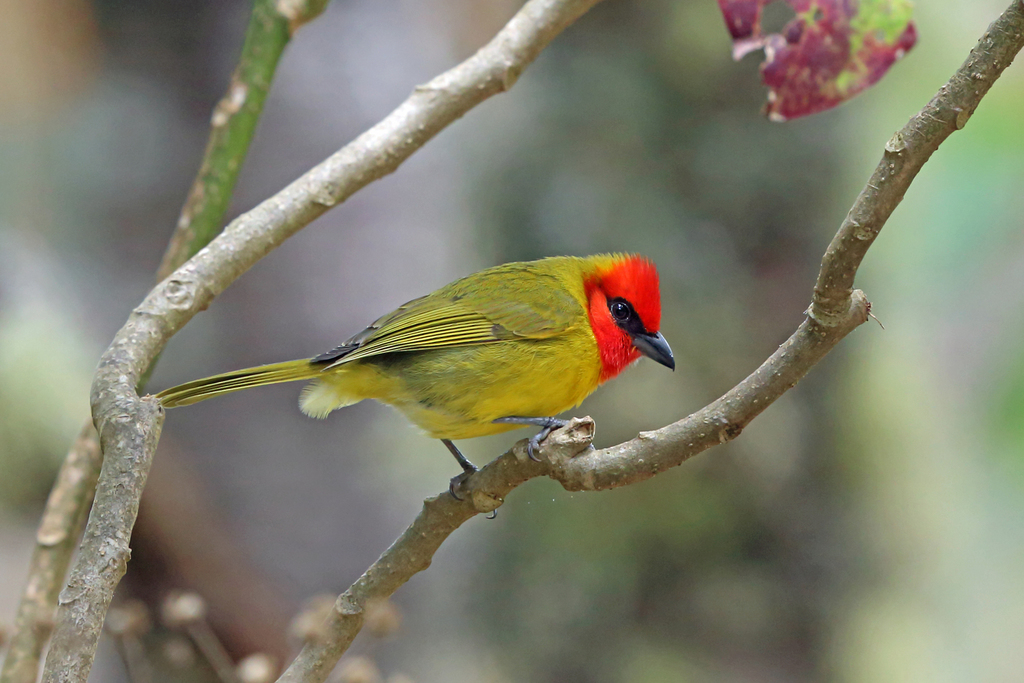 Red-headed Tanager (Piranga erythrocephala)