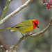 Red-headed Tanager - Photo (c) Nigel Voaden, some rights reserved (CC BY)