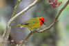 Red-headed Tanager - Photo (c) Nigel Voaden, some rights reserved (CC BY)