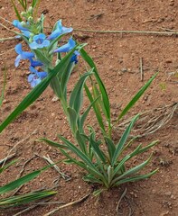 Penstemon angustifolius