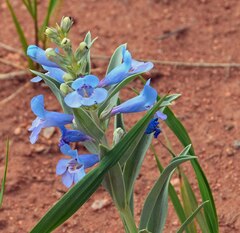 Penstemon angustifolius