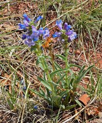Penstemon angustifolius