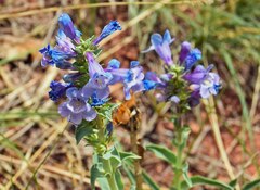 Penstemon angustifolius