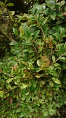 Eurya crenatifolia