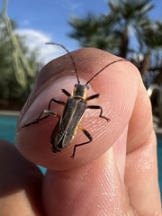 Chauliognathus obscurus