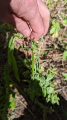 Neacoryphus bicrucis