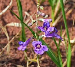Penstemon secundiflorus