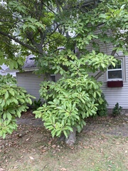 Magnolia × soulangeana