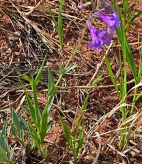 Penstemon secundiflorus