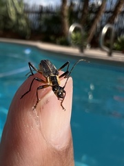 Chauliognathus obscurus