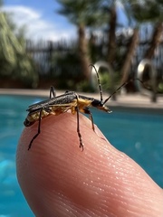 Chauliognathus obscurus