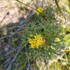 Isopogon ceratophyllus
