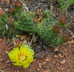 Opuntia macrorhiza