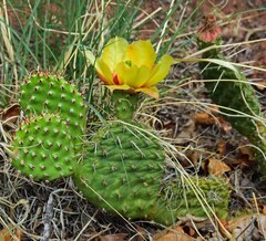 Opuntia macrorhiza