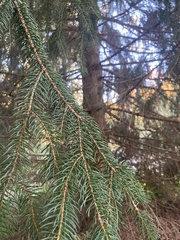 Picea rubens