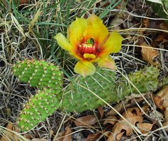 Opuntia macrorhiza